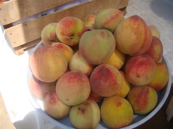 IPDSA's tweet photo. PROGRAMA NACIONAL DE FRUTAS Y ALCALDIA DE COMARAPA REALIZARON LA FERIA DEL DURAZNO EN SAN ISIDRO http://t.co/UiXcjWQDe1