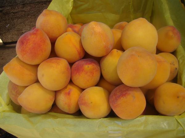 IPDSA's tweet photo. PROGRAMA NACIONAL DE FRUTAS Y ALCALDIA DE COMARAPA REALIZARON LA FERIA DEL DURAZNO EN SAN ISIDRO http://t.co/UiXcjWQDe1