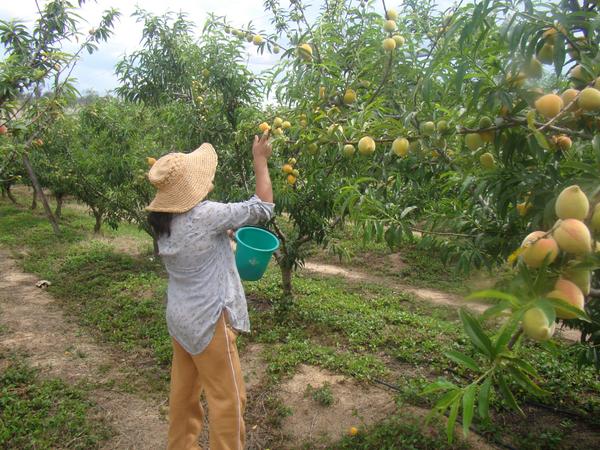 IPDSA's tweet photo. PROGRAMA NACIONAL DE FRUTAS Y ALCALDIA DE COMARAPA REALIZARON LA FERIA DEL DURAZNO EN SAN ISIDRO http://t.co/UiXcjWQDe1