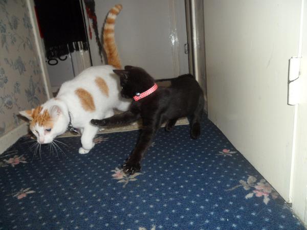 Playtime with brother George. @George_purr