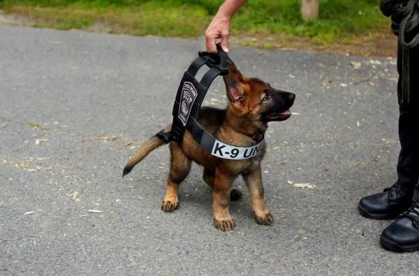 Can't wait! RT <a href="/bostonpolice/">Boston Police Dept.</a>: Cute Puppy Hopes to One Day Patrol the Streets of Boston as a Full-Fledged BPD K-9