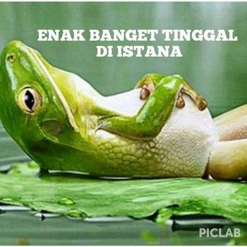 TeknikAnrifa's tweet photo. Prabowo plihara kuda Jokowi plihara kodok
Dibawa ke istana disuruh mbaj dukunnya biar indonesia hebat http://t.co/8bLia8ASl7