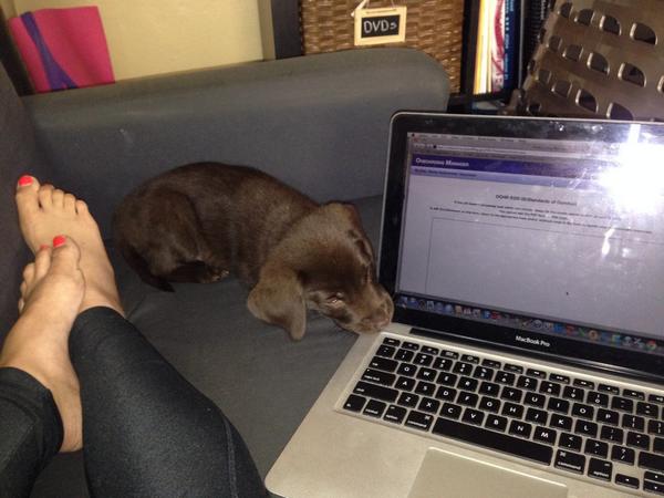 mdowe01's tweet photo. Wouldn't have been able to get through the loads of online paperwork without my wittle helper :) http://t.co/oa5rX84gVv