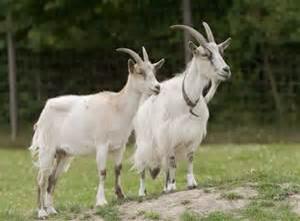 goat_slut's tweet photo. Ba ;) #withdabae #goatselfiecentral #GoStupid #goatswag #goatquote #RETWEEET #followme #followthegoat http://t.co/gZygpxGQwr