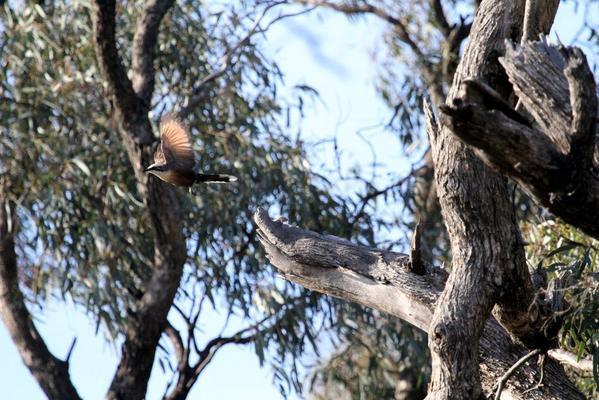 lach26's tweet photo. Last day #woodland #bird surveys for the year tomorrow. Grey-crowned Babbler takes flight #CLEGroup #wetforests next! http://t.co/WSzRcwcweS