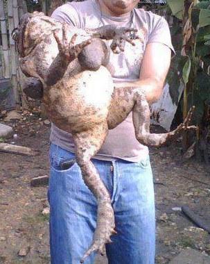 Así es el sapo que nos quiere meter <a href="/JuanManSantos/">Juan Manuel Santos</a> #NoMeTragoEseSapo