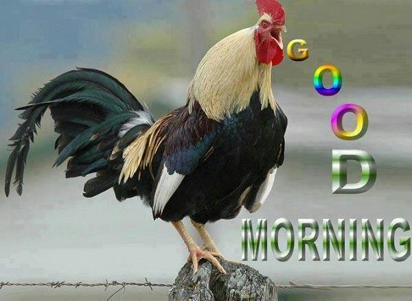 kmkvinth's tweet image. Good morning