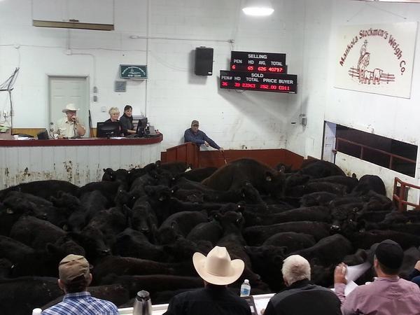 RobSmith_OldsAB's tweet photo. @cdnangus - SK Fieldman Laird Senft: Record-breaking Angus calf sale in Mankota. 1 producer got > $1 million cheque!! http://t.co/msNNO5YzlD
