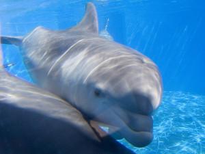 AmericanLW's tweet photo. Sea World gets new baby dolphin. And it's adorable! http://t.co/gCemqLQ0tE http://t.co/RyMJUaMF9n