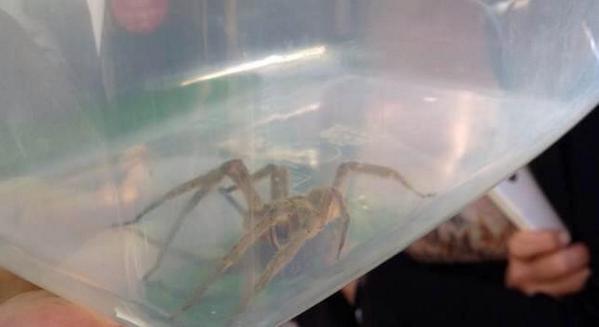 MundoDCuriosos's tweet photo. Una pareja encuentra a la araña más venenosa del mundo en su casa oculta en unos plátanos http://t.co/wrF6XJA3cp http://t.co/HJcr28uf5n