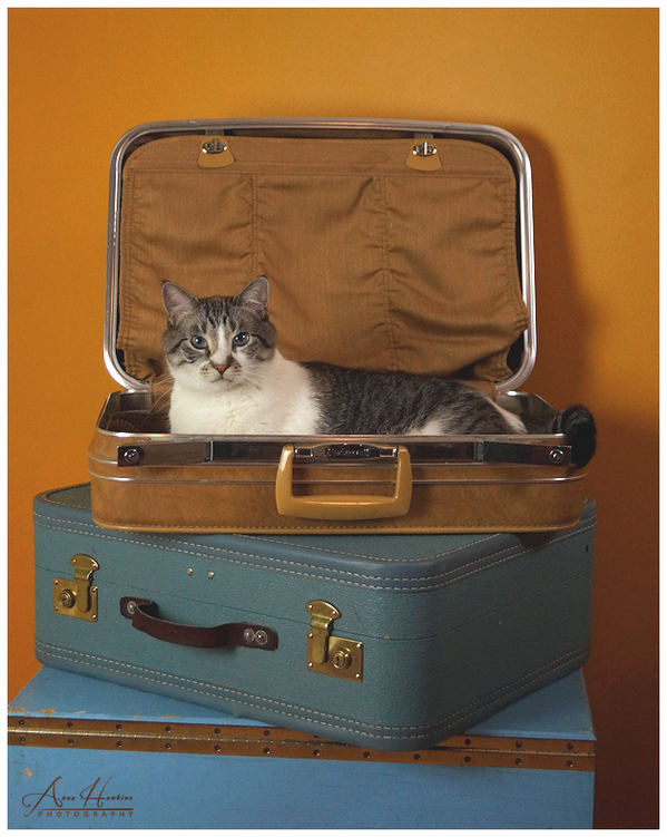 AnnaHPhotog's tweet image. #Model: Cash
#fur designed by: glorious Mother Nature (#AllNatural)
Image by #AnnaHawkinsPhotography @AnnaHPhotog