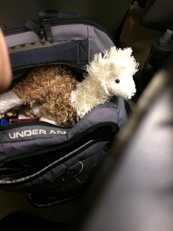 PreHealthLife's tweet image. @lauraaa725 he's riding shotgun in my backpack don't worry