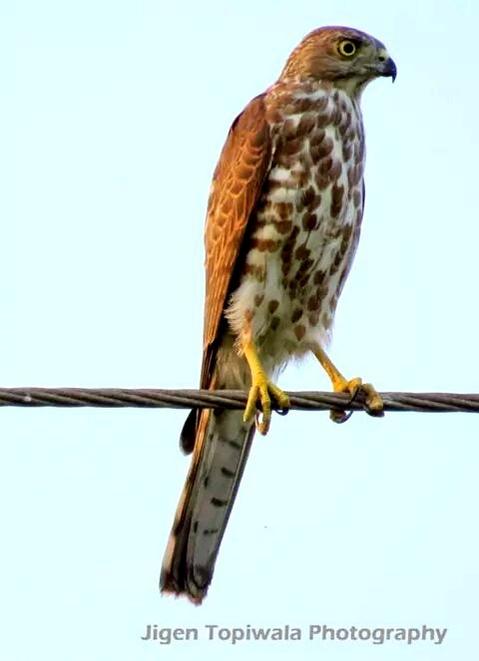 Jigtops's tweet photo. Shikra at Surat Outskirts
Oct-14 http://t.co/FA86jj0ANZ