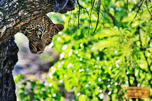 earthXplorer's tweet image. Cute and Curious Leopard in #SouthAfrica #adventure #travel #photography See More at bit.ly/1x19DwQ