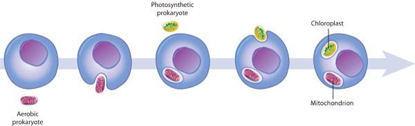 MITOCHONDRIA2ap's tweet photo. @CHLOROPLAST2ap Started from the bottom now we here... #Finallyoffthestreets #partofthecellnow http://t.co/mmtkyJL8FW