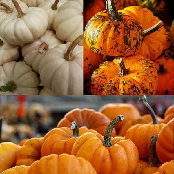 devinecolor's tweet photo. Tomorrow is National Pumpkin Cheesecake Day. Have a fave recipe? We love Paula Deen's: http://t.co/GYq12GWfaq http://t.co/58I1MKl0FI