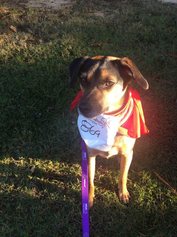 MeowChessie's tweet photo. He represented our hospital in the support of Happy Tails Pet Therapy. VCA was a major sponsor! #runforanimals http://t.co/35OcNWCnyN