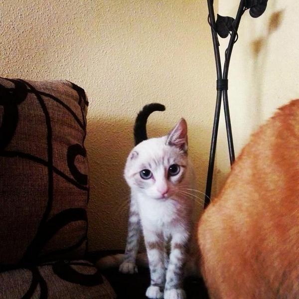 PartidoPACMA's tweet photo. Adopta a Hanna, perdió una oreja al protegerse del frío en motor de un  coche: adopciones@axlamadrid.org  @AXLAMADRID http://t.co/lwOpO0aHmj