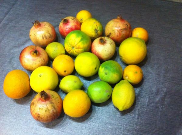velazqueznutri's tweet photo. Muchas gracias a @Saulcataca por este souvenir!!!! Esto si que es #frutaecológica de verdad!!! http://t.co/iCKe0SstOc