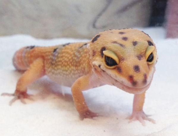 petco on twitter didyouknow leopard geckos shake their tails when