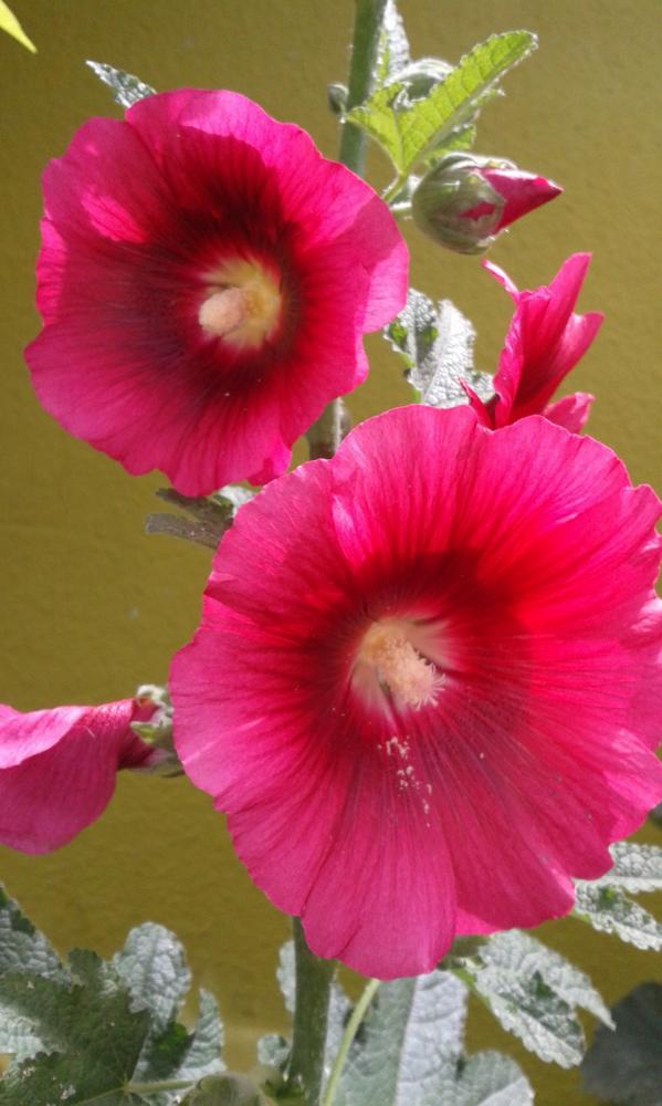 AlexanderJerezD's tweet photo. @NPlanetaRCN  LAS FLORES DE MI ABUELA EN BUCARAMANGA. http://t.co/3Sot5zZVuM