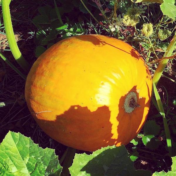 fordycefarm's tweet image. We have plenty of #UPickPumpkin Fun awaiting you @FordyceFarm fordycefarm.com #SalemOR #Oregon #UpickPumpkins
