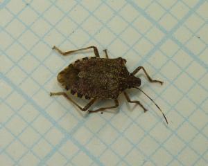 AmericanLW's tweet photo. Stink bugs causing problems in Michigan. http://t.co/4j7xJC3Mxr http://t.co/M6zQ1SgHjR