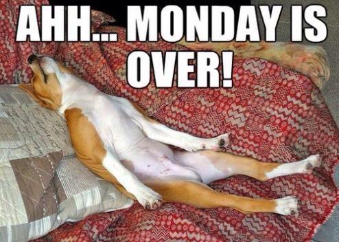 Kbridgepets's tweet photo. We made it Furry Fashionistas! 🐈🐩🐾 #cats #dogs #isitfridayyet 💗 http://t.co/xghYYAErEo