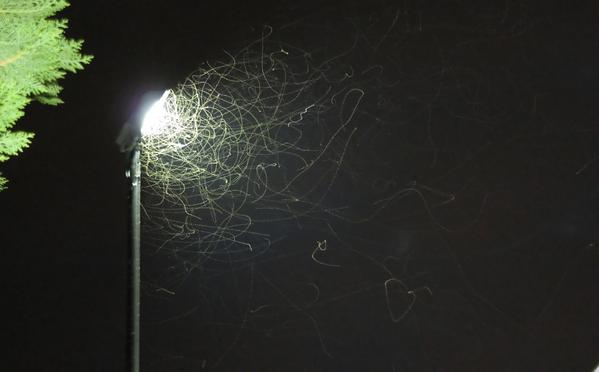 PopSci's tweet photo. Flying insects are much more drawn to LEDs than other lights -- and that could be a problem
http://t.co/fLHzUJ2gjK http://t.co/tUoj3wrmKg