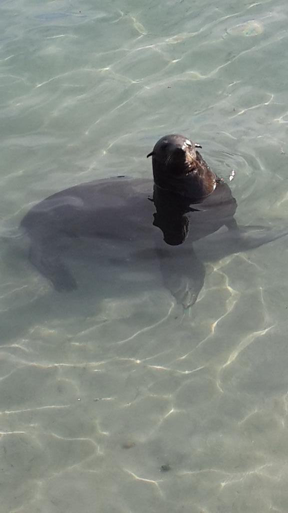 keancarmi's tweet image. Just a beach bum at Hout Bay. 
#begging #freefish