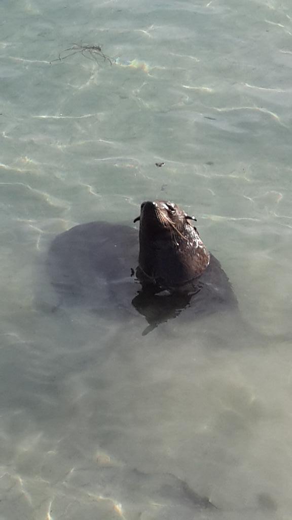 keancarmi's tweet image. Just a beach bum at Hout Bay. 
#begging #freefish