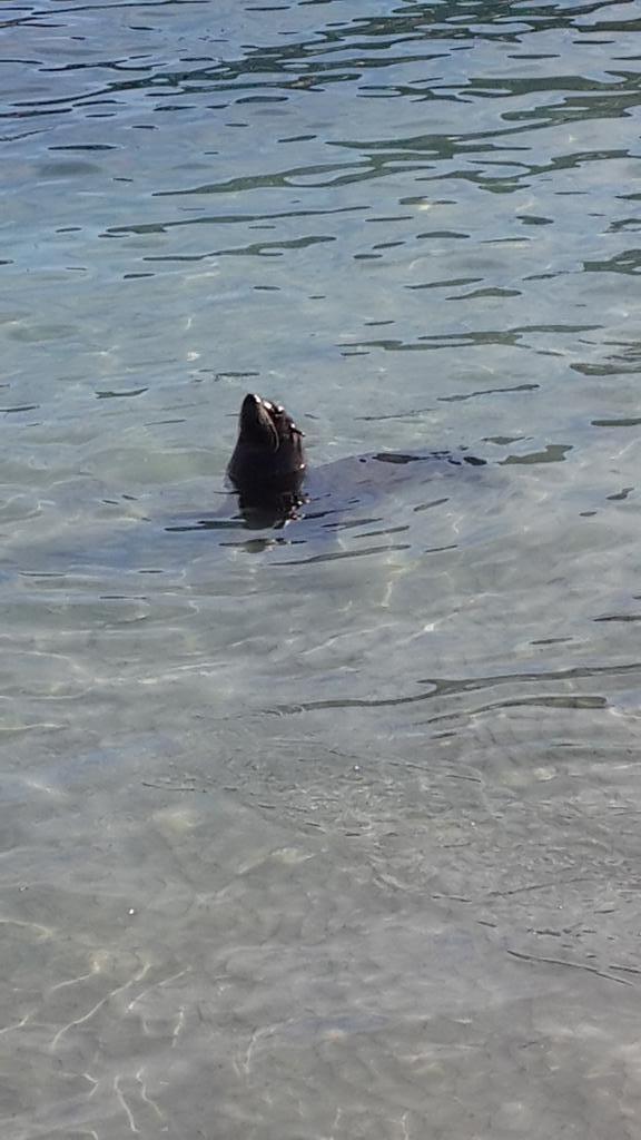 keancarmi's tweet image. Just a beach bum at Hout Bay. 
#begging #freefish