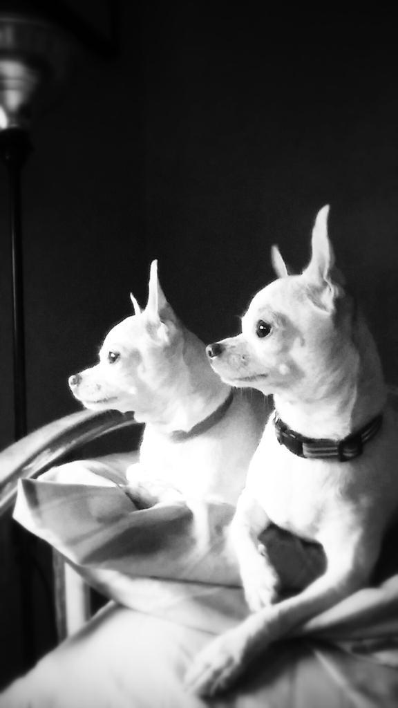 Miguelito6263's tweet photo. @TextaPet These are just my dogs. I'll tweet some of my reptiles soon. http://t.co/pBOX4RBkSO