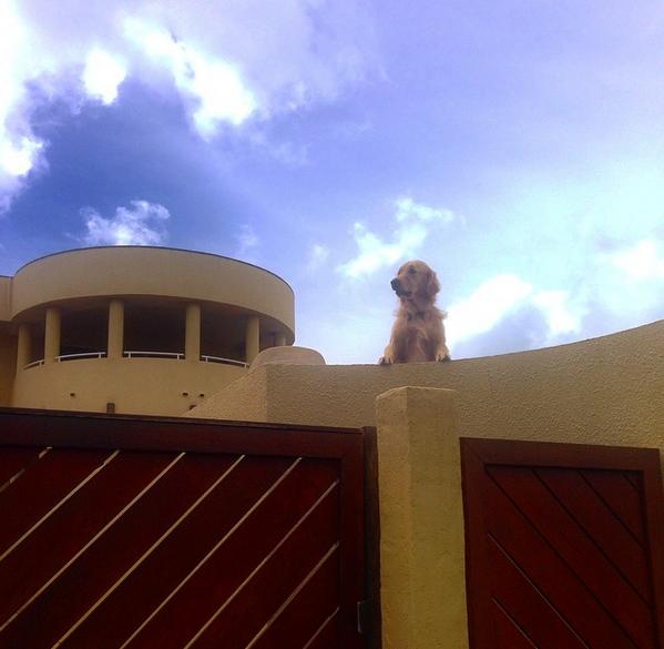 Steve_Weissman's tweet photo. @iliza #teammerciful has an outpost in Hawaii http://t.co/UOkLBgTAZc