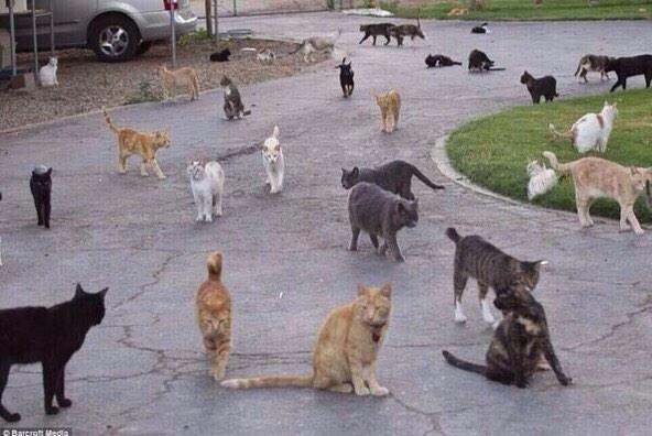 MSS__problems's tweet photo. Halloween @ MSS http://t.co/q8hH7e4PqX