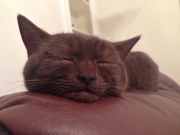 Mo_Keegan's tweet image. This is how to truly relax #catlessons #relaxandlearn #lovethispussycat