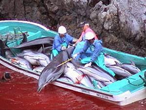 .<a href="/BarackObama/">Barack Obama</a> #JPOlyBoycott Demand slaughter end before considering our athletes go to bloodsoaked Japan in 2020