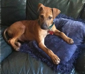 BeverlyIsla's tweet image. From cardboard box to perfect home! #saveapooch saveapooch.com/index.php?opti…