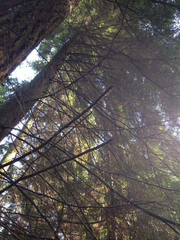 ayalamoriel's tweet photo. #PerfumeSchool #DouglasFir #ChypreWeek #Rainforset #Breathe #Olfactory #SouthCreek #StanleyPark #DeepInThought http://t.co/9QzyNZQq3g