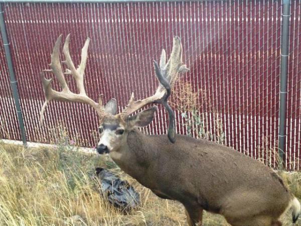 NWingfeld's tweet photo. “@TrailCamNation: #DeerMonday bonus. "Buck Norris" who lives in Bend, OR is doing well http://t.co/lIZpOdXMDt” A monster!!