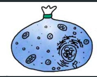 CellMembraneMVO's tweet photo. The cell membrane encloses the cell organelles to keep them seperate from the dangerous world outside! @DroschaBio http://t.co/9UcH6XzsJ7
