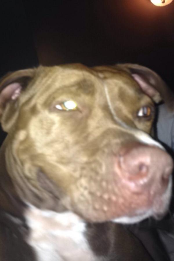 SarahYesWeekly's tweet photo. My dog smiles back at me #happy http://t.co/AwSYhj6rkC