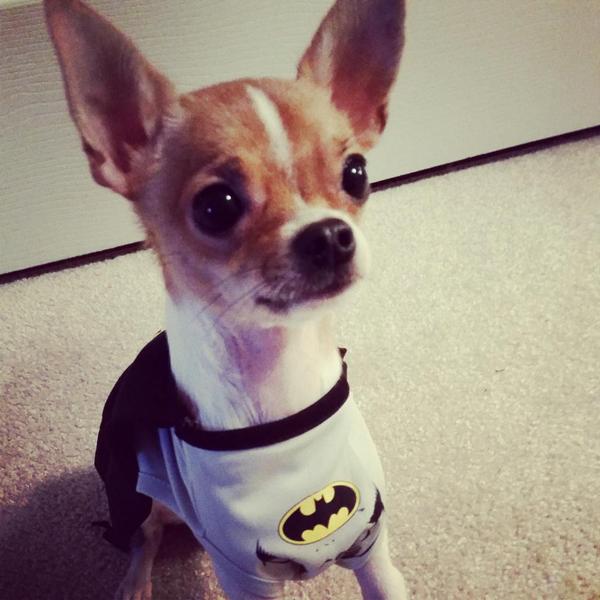 chelleburton05's tweet image. obsessed with my batdog #chihuahua #ownerproblems #badass @Batman