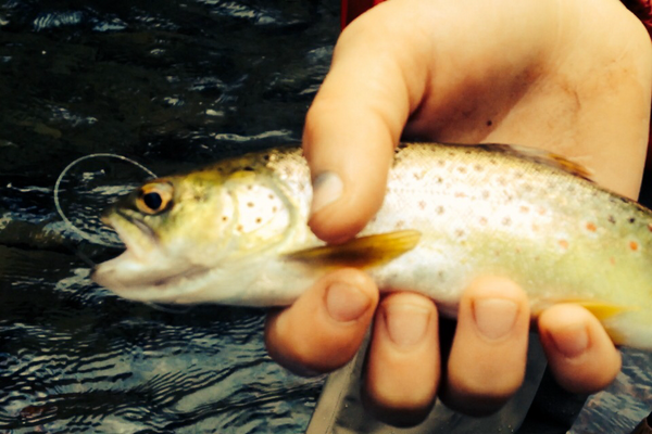 noggie63's tweet photo. River Magic today with my little angler. #Rainbow #WildBrown #UpperCowie #BC #EggPattern @Boudreaugolf @jsJacksparrow http://t.co/ZHdx45OhZ7