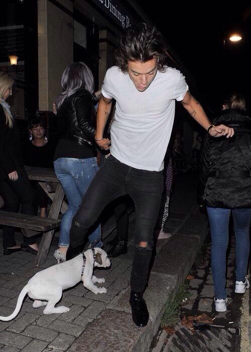 94skinnyhes's tweet photo. HE APOLOGIZED WITH A FUCKING DOG!!

LADIES AND GENTLEMEN MY IDOL!!

#ENABiggestFans1D http://t.co/wPtdf32z0z