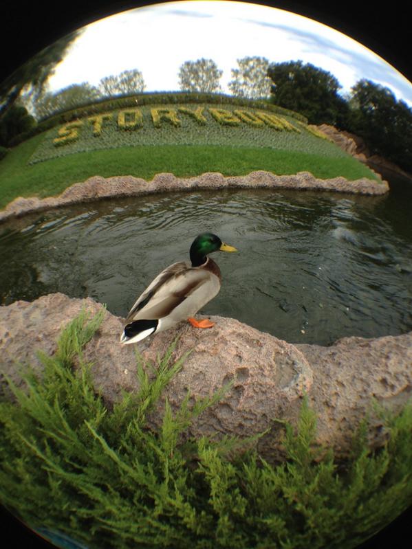 Topcaliberoutdo's tweet photo. Even when I'm at Disneyland I want to shoot ducks #Disneyduck #duckhunting #hunting @knukleenergy @quackkeeper http://t.co/BHCOPMjCii