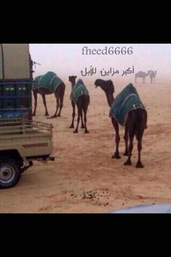 s4483's tweet photo. هوى النفس شوف البل وشمة هبوب النود
وسج القدم ومخايل البرق  لاا لاحي http://t.co/C2cQLjHeSI