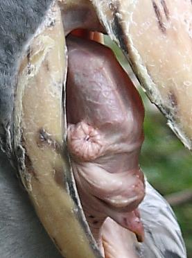 ハシビロコウ先生の口から出てくる謎の物体の正体とは Togetter