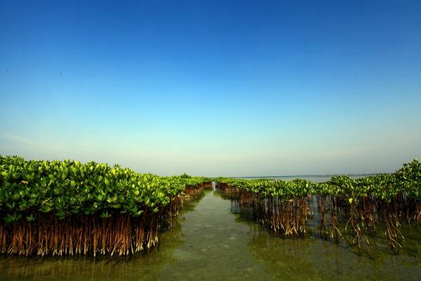 Pemandangan mangrove yg baru ditanam di P.Pramuka, kep.Seribu Jakarta #Wonderfulindonesia  bit.ly/1ubZJpx