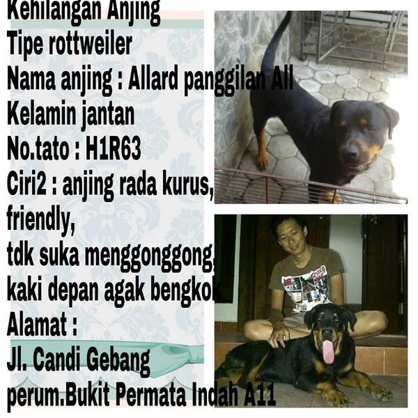 Jogja Pet Studio tweet media